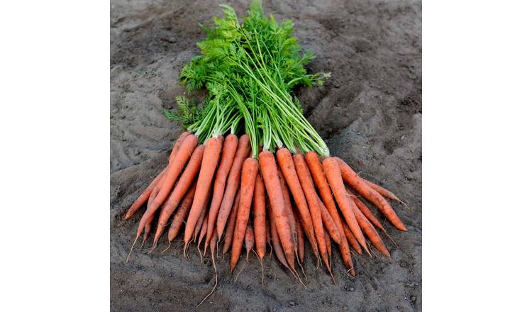 Marshalls Garden Carrot Seeds 'Ibiza' - 500 Seeds