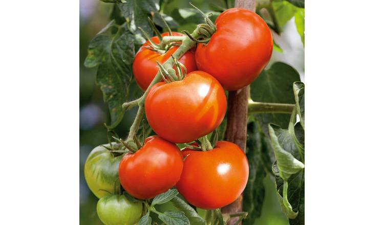 Marshalls Garden Cordon Tomato Seeds Organic 'Hamlet' F1 - 5 Seeds