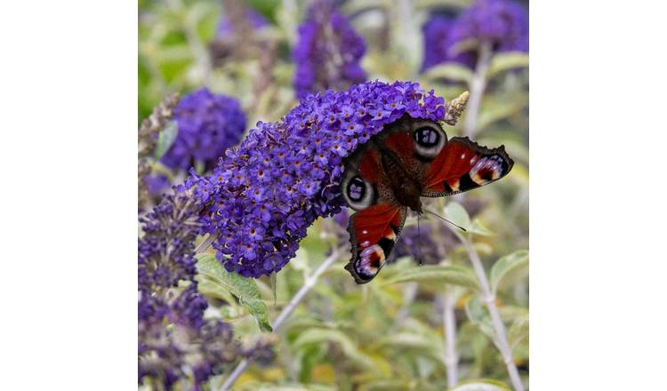 Marshalls Garden Buddleja 'Davidii Adonis Blue' - 3 Litre Plant