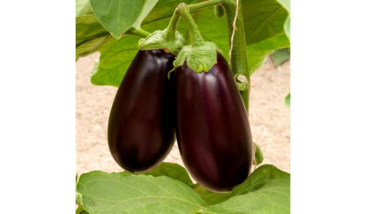 Marshalls Garden Aubergine Seeds 'Genie' - 15 Seeds