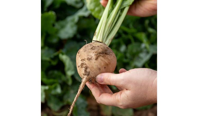 Marshalls Garden Beetroot Seeds 'Avalanche' F1 White Sweet  - 200 Seeds