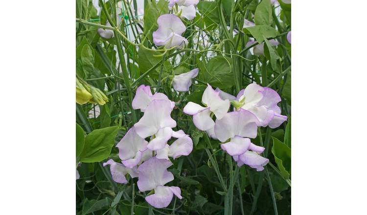 Unwins Sweet Pea Seeds 'Albutt Blue' - 21 Seeds