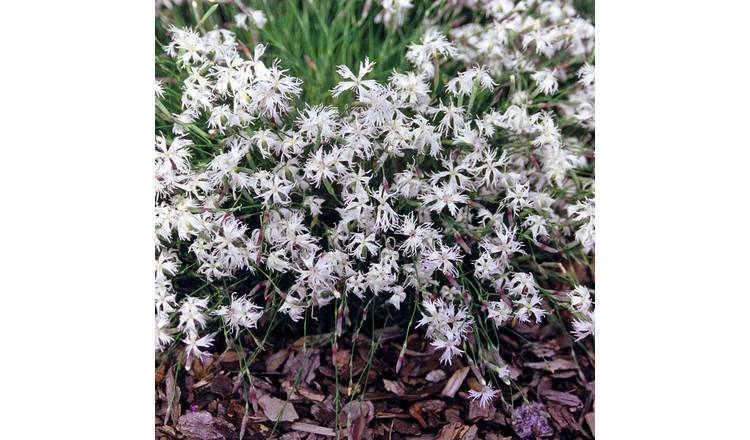 Marshalls Garden Dianthus Seeds 'Little Maiden' - 50 Seeds