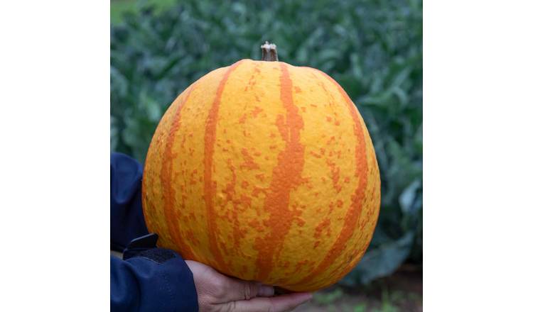 Marshalls Garden Pumpkin 'Fireball' Seeds - Orange And Yellow Striped - 5 Seeds