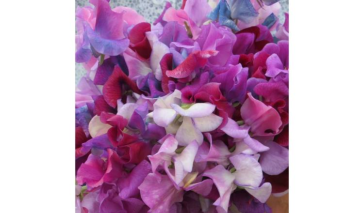 Unwins Sweet Pea Seeds 'Fairy Lights' - 20 Seeds