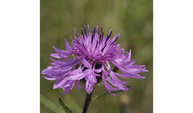 Marshalls Garden Centaurea Scabiosa (Great Knapweed) Seeds - 75 Seeds