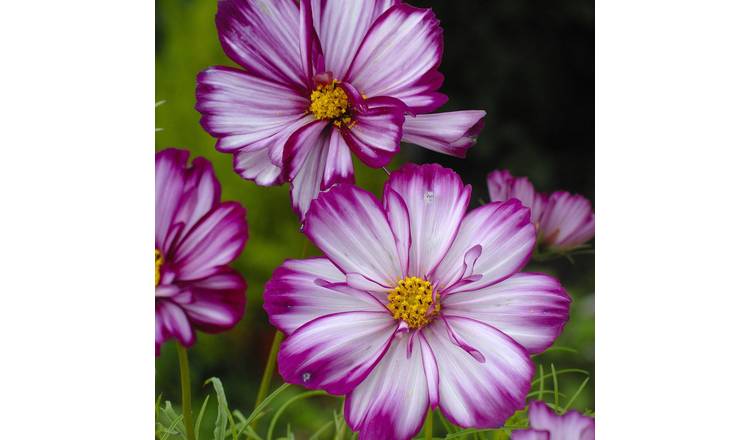 Unwins Cosmos Seeds 'Fizzy Rose Picotee' - 100 Seeds