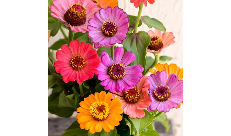 Marshalls Garden Zinnia Forecast Seeds - 130 Seeds