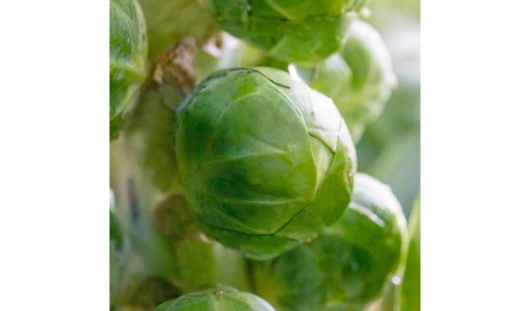 Marshalls Garden Brussels Sprout Seeds 'Igor Organic' F1 - 25 Seeds