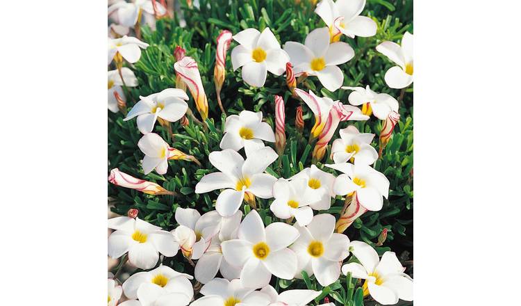 Marshalls Garden Oxalis Bulbs 'Candy Cane' - 10 Bulbs