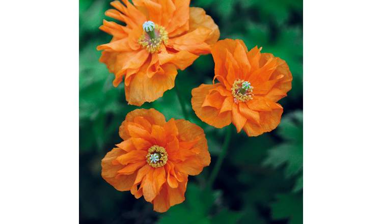Marshalls Garden Papaver Ruprifragum Seeds 'Orange Feathers' - 200 Seeds