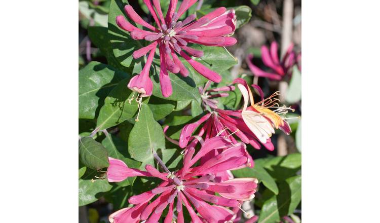 Marshalls Garden Honeysuckle 'Goldflame' Climbing Plant - 2 Litre Plant