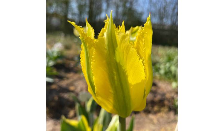 Marshalls Garden Tulip 'Green Mile' - 5 Bulbs