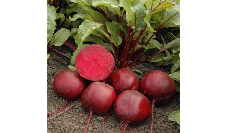 Marshalls Garden Beetroot Seeds Moneta - 200 Seeds