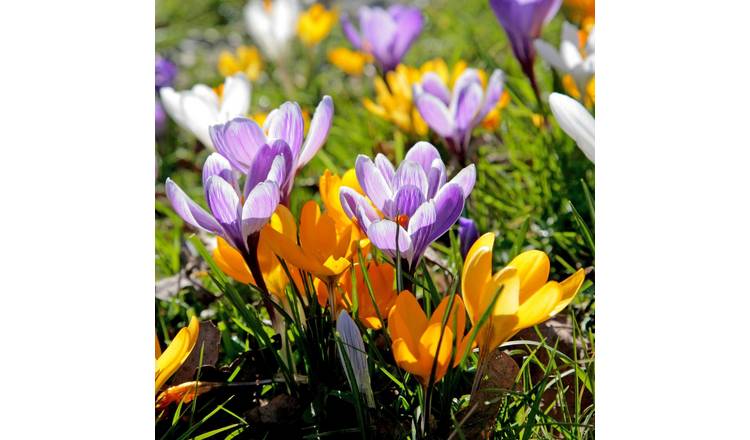 Marshalls Garden Crocus 'Large Flowering Mix' Collection - 18 Bulbs
