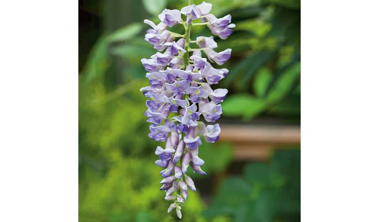 Marshalls Garden Wisteria 'Amethyst Falls' - 3 x 9cm Plants