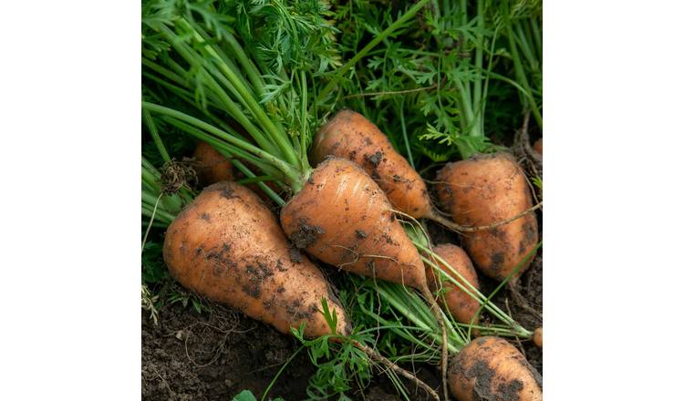 Marshalls Garden Carrot Seeds - Chantenay Red Cored 2 - 3000 Seeds