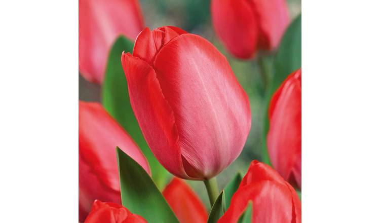 Marshalls Garden Tulip 'Van Eijk' - 8 Bulbs
