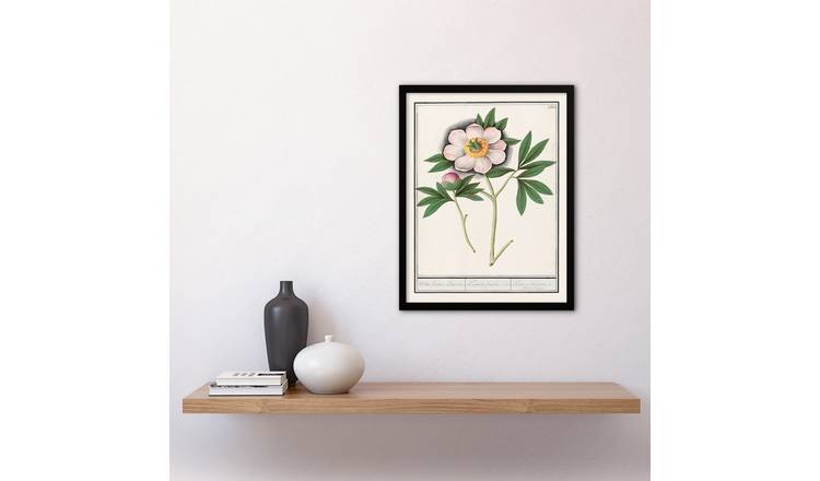 Anselmus De Boodt Blooming Peony Flower Study Framed Art Print - A3