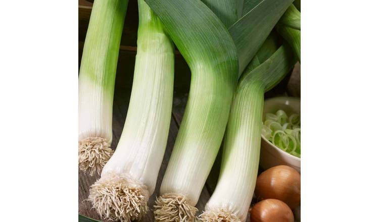 Marshalls Garden Leek Seeds 'Terminal' - Early Vigorous Variety - 300 Seeds