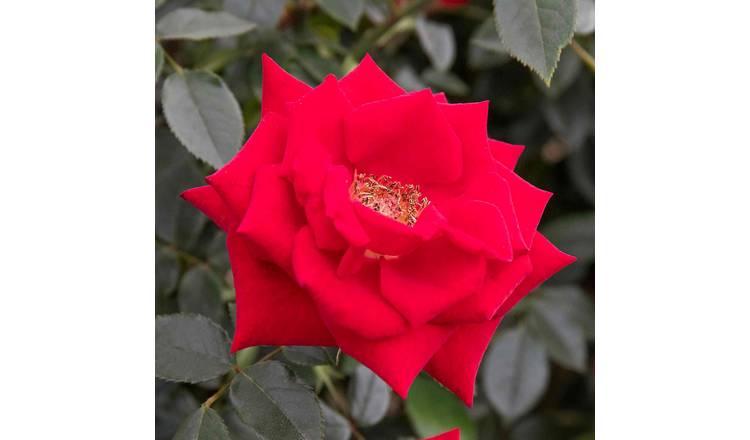 Marshalls Garden Rose ‘Love Knot’ -  4.5 Litre Plant