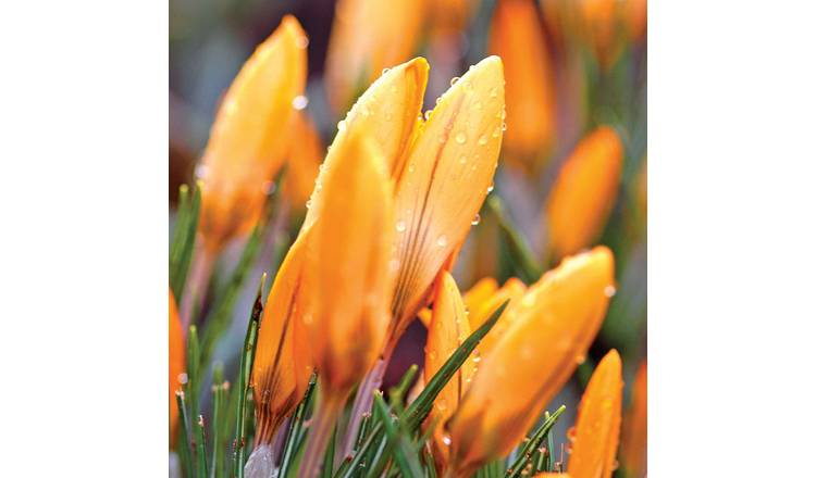 Marshalls Garden Crocus 'Orange Monarch' - 10 Bulbs