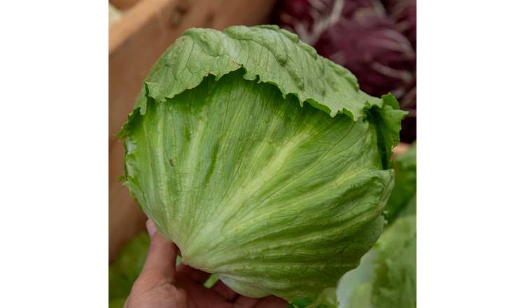 Marshalls Garden Lettuce Saladin - 12 Garden Ready Plants
