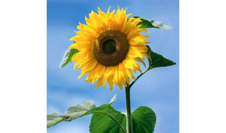 Unwins Sunflower Seeds 'American Giant F1' - 12 Seeds