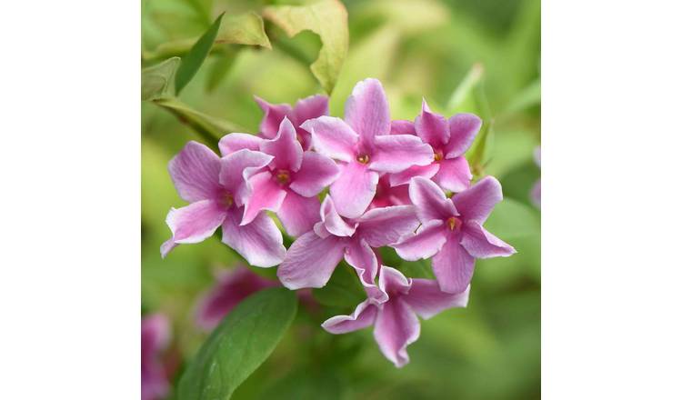 Marshalls Garden Jasminum 'Starry Starry Summer Scent' - 9cm Plant