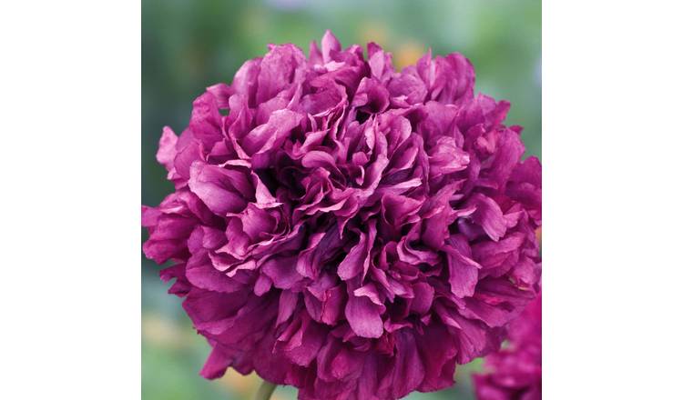 Marshalls Garden Poppy Seeds 'Purple Peony' - 400 Seeds