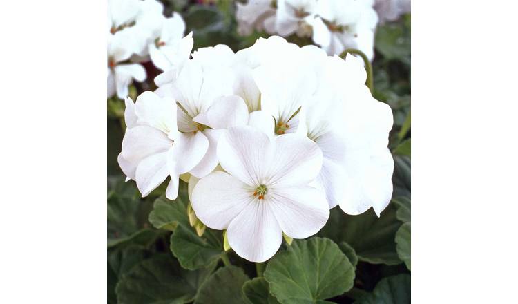Marshalls Garden Geranium Seeds 'Horizon White' - 8 Seeds