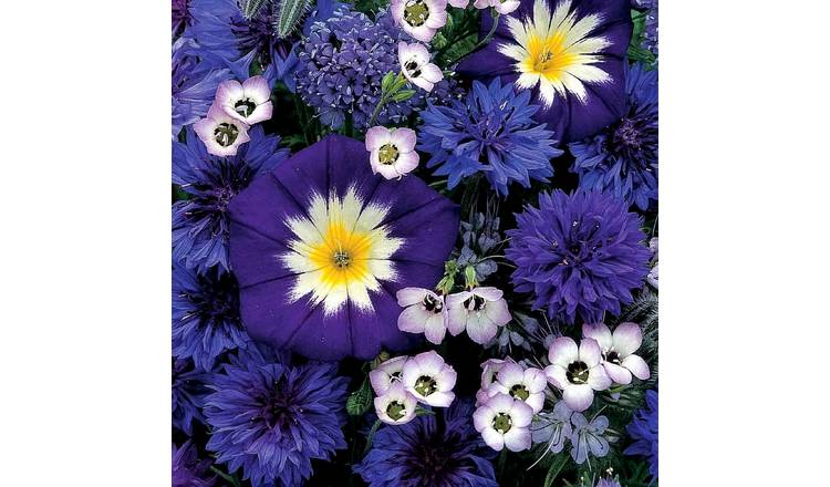Unwins Sea Of Blue Seeds 'Mixed Annuals' - 350 Seeds