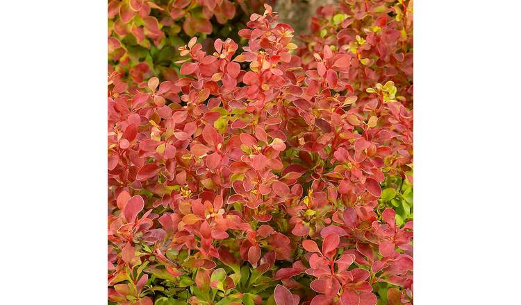 Marshalls Garden Berberis 'Orange Rocket' - 3 x 9cm Plants