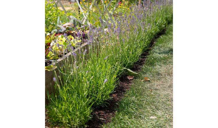 Unwins Lavender Seeds 'Munstead Strain Flower' - 150 Seeds