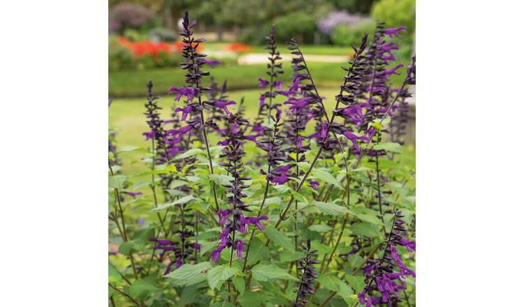 Marshalls Garden Salvia 'Amistad' - Hardy Perennial Salvia - 9cm Plant