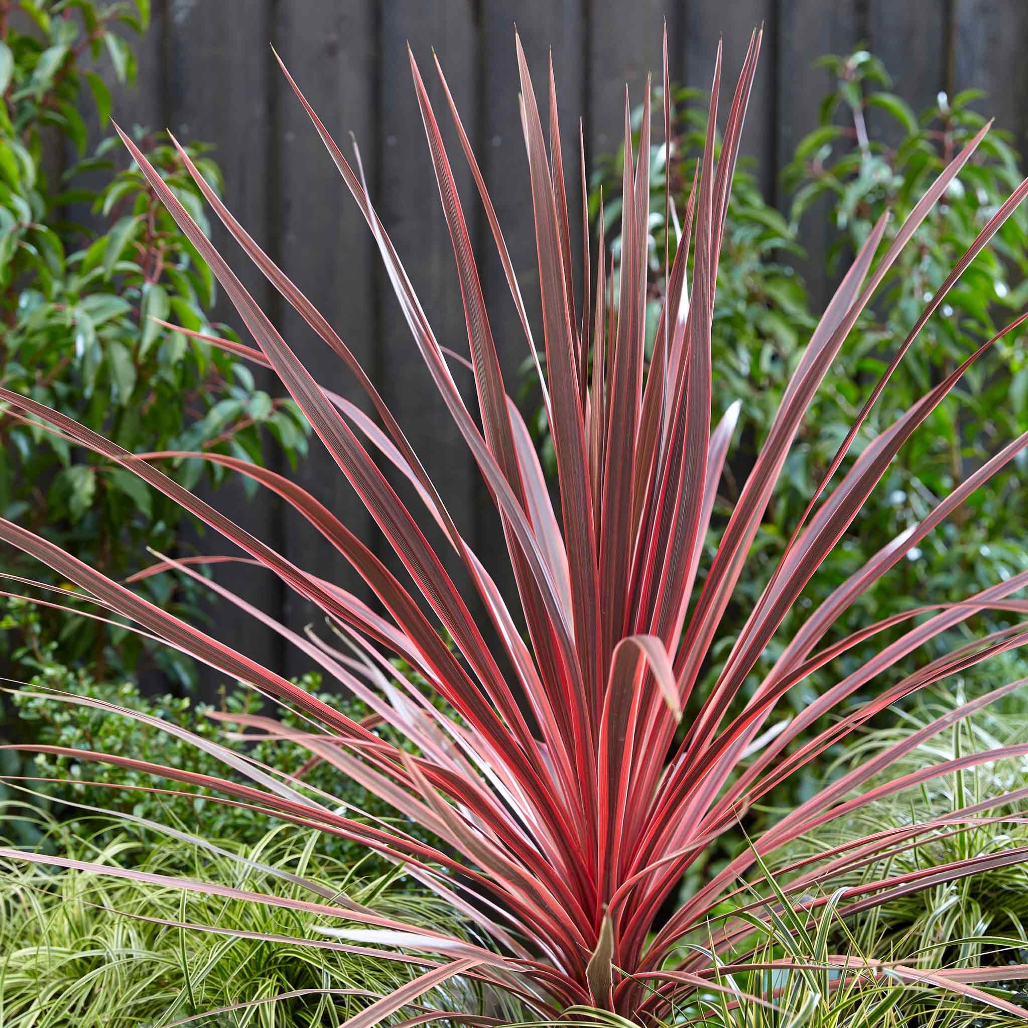 Marshalls Garden Cordyline 'Charlie Boy' - 9cm Plant