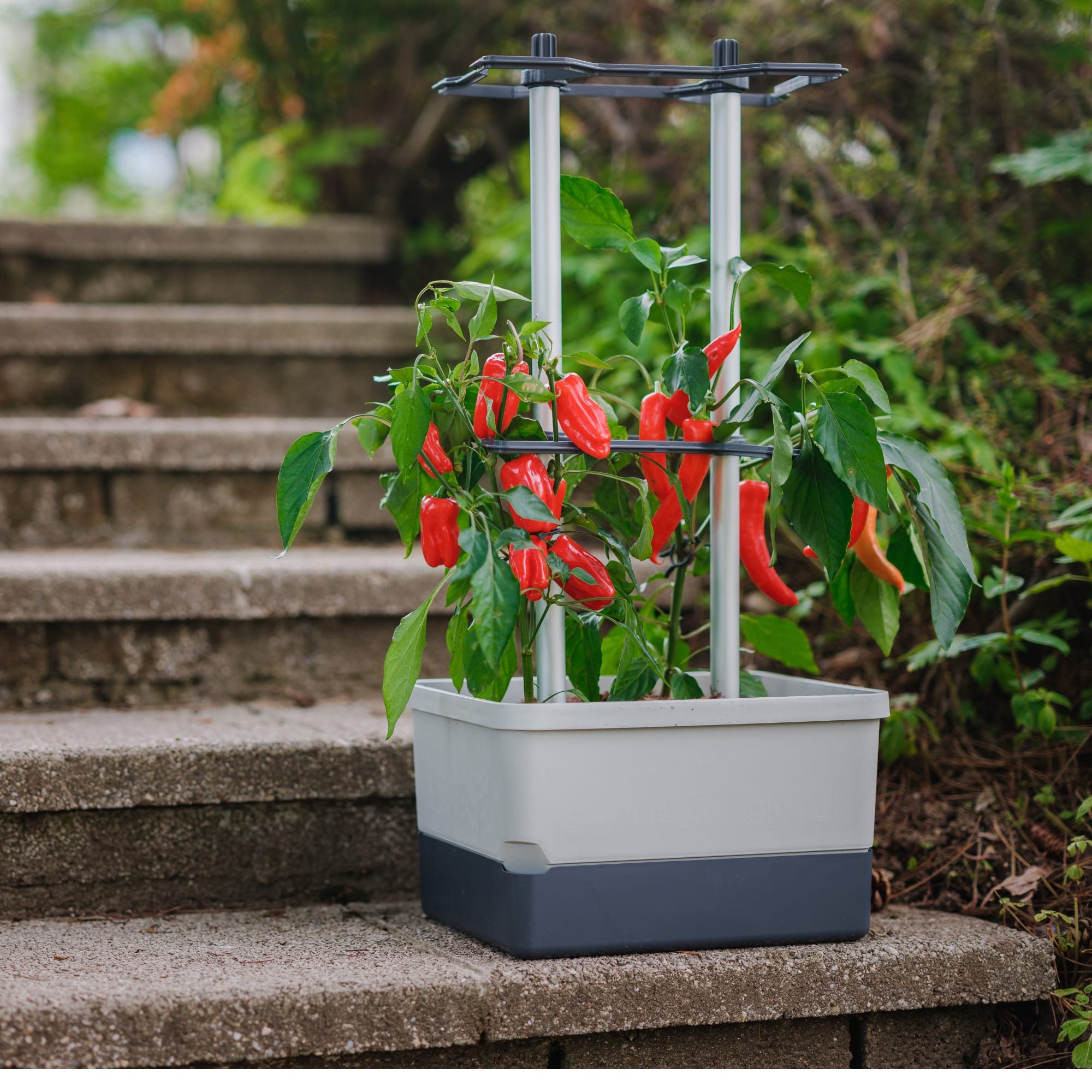 Gusta Garden Charly Chili Self-Watering Chilli Pot with Climbing Aid - Grey