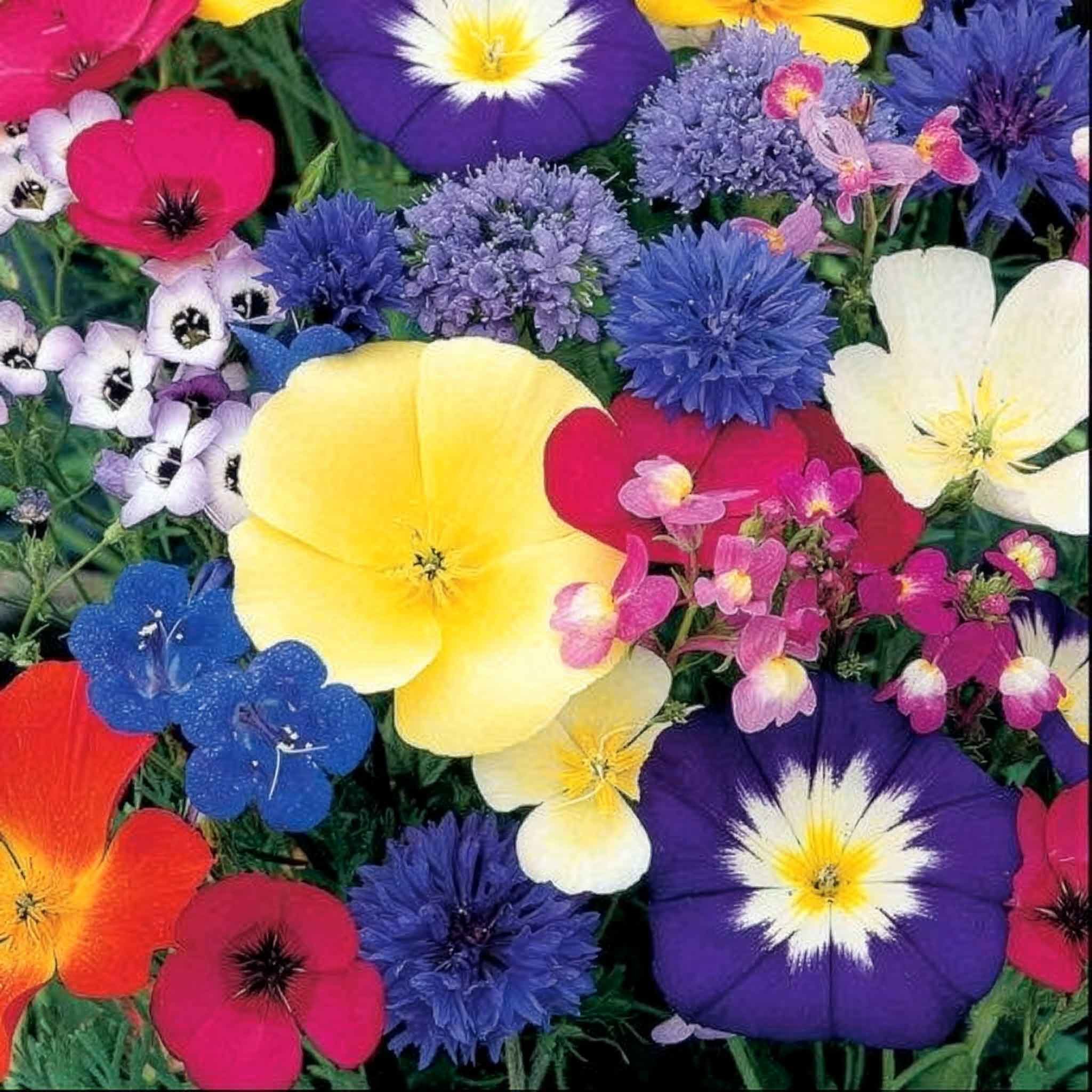 Unwins Annual Flower Seeds 'Dwarf Mix' - 400 Seeds