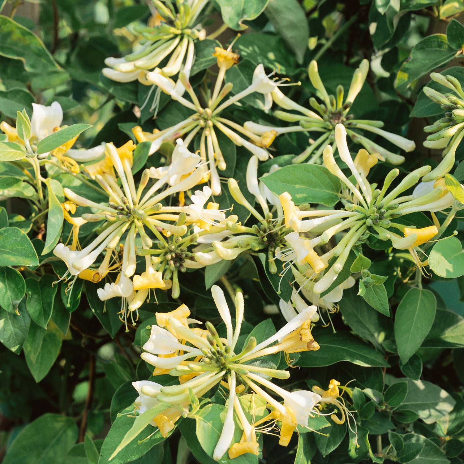 Marshalls Garden Honeysuckle 'Graham Thomas' - 9cm Plant