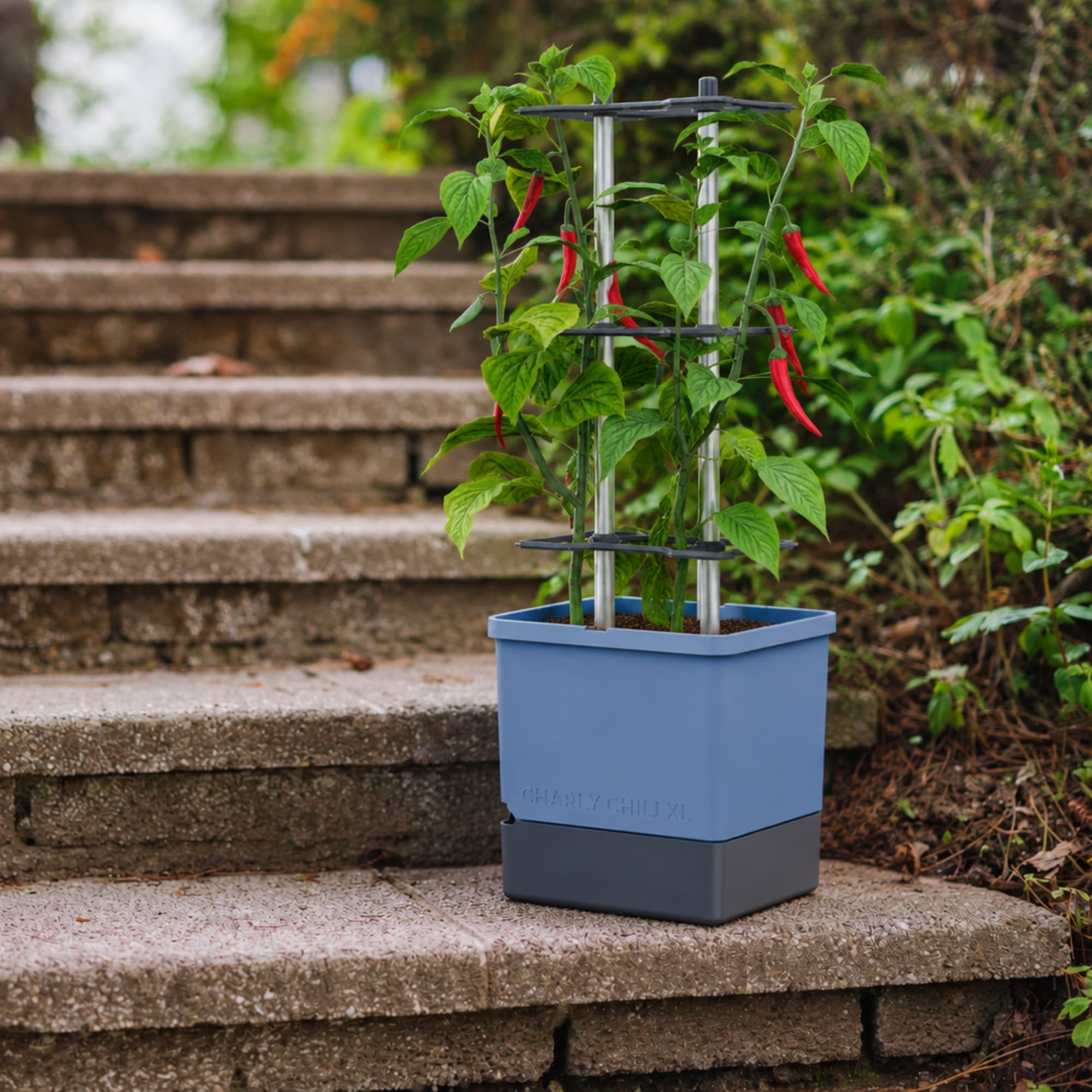 Gusta Garden Charly Chili Self-Watering Chilli Pot with Climbing Aid - XL Blue