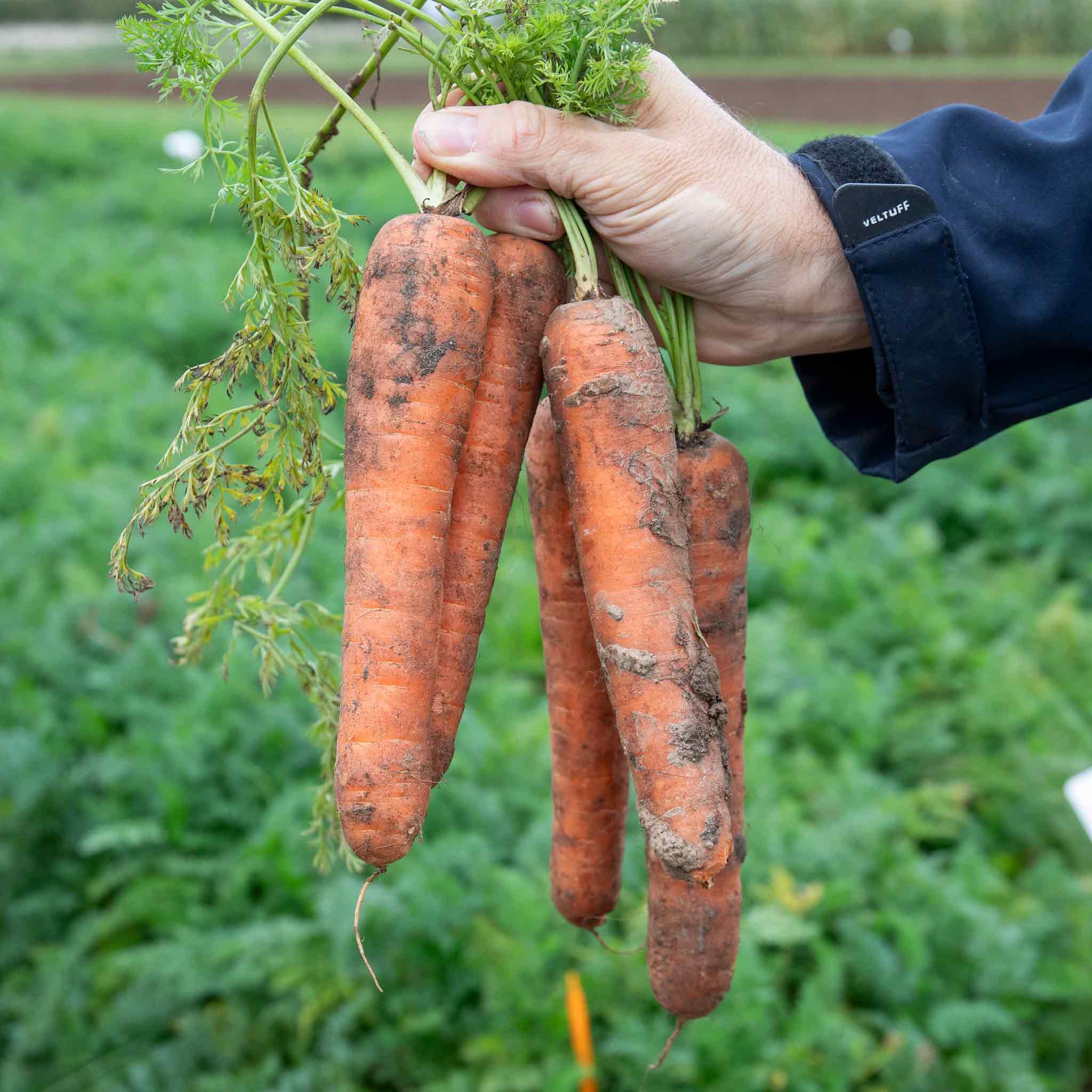 Marshalls Garden Nandor F1 Carrot Seeds, High-Yield Nantes Type - 300 Seeds