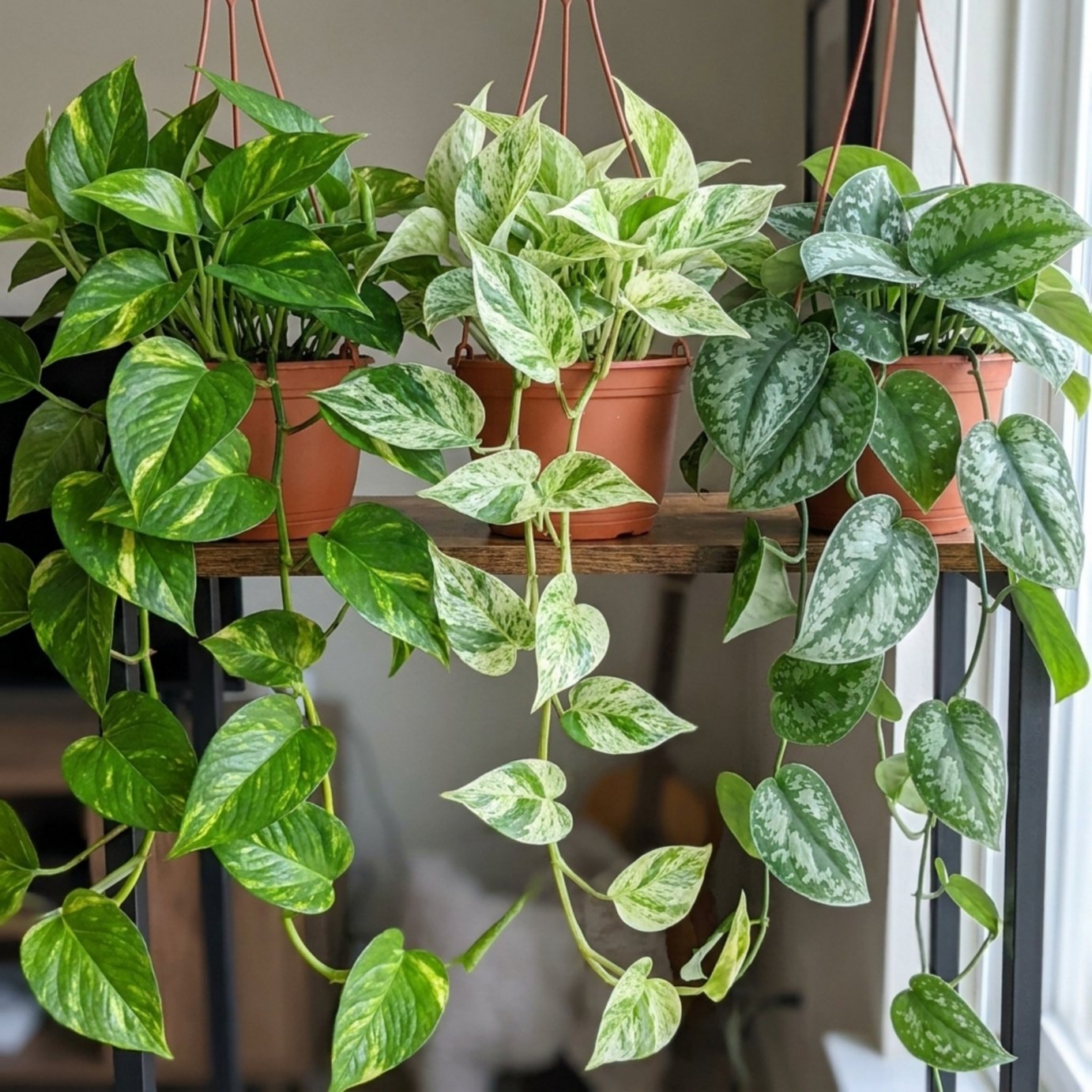 Doorstep Plants Trailing Multicolour House Plant - Pack of 3