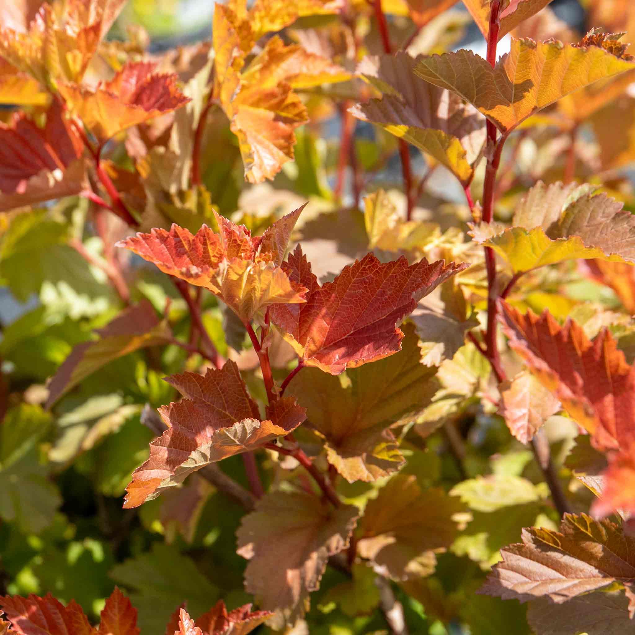 Marshalls Garden Physocarpus 'Magic Ball' Shrub 3-Pack -  3 x 9cm Plants