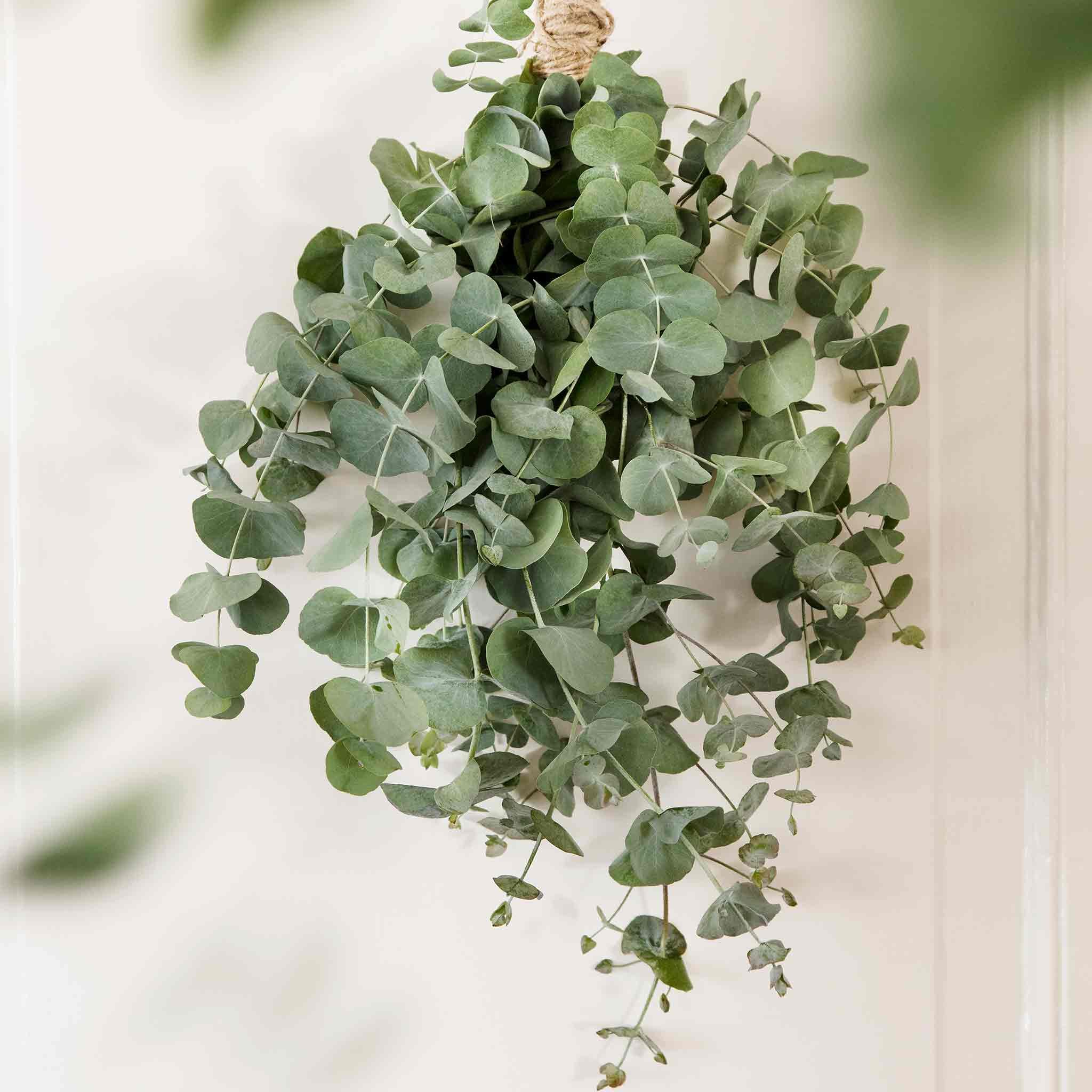Unwins Houseplant Eucalyptus Seeds 'Baby Blue' - 20 Seeds