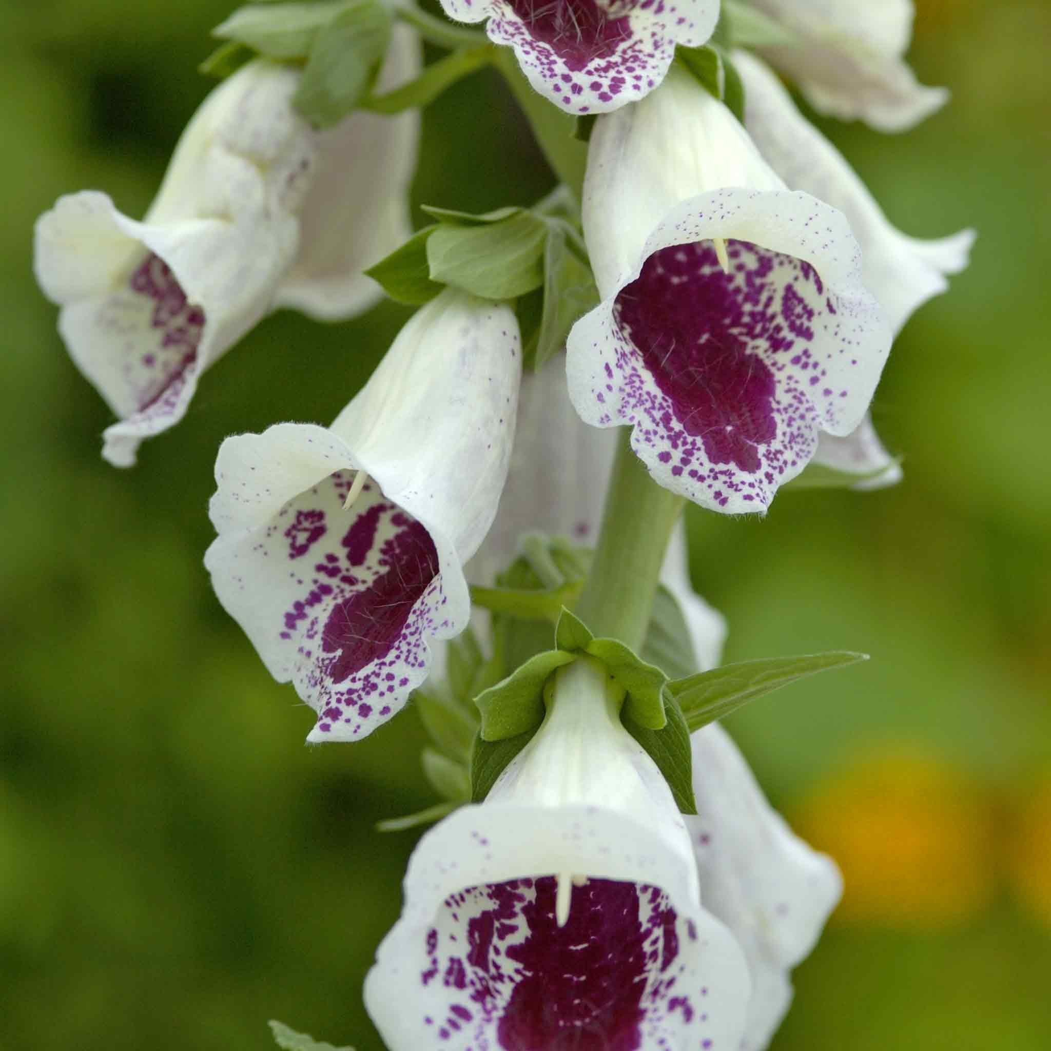 Marshalls Garden Foxglove Seeds 'Bubbly Pink' F1 - 12 Seeds