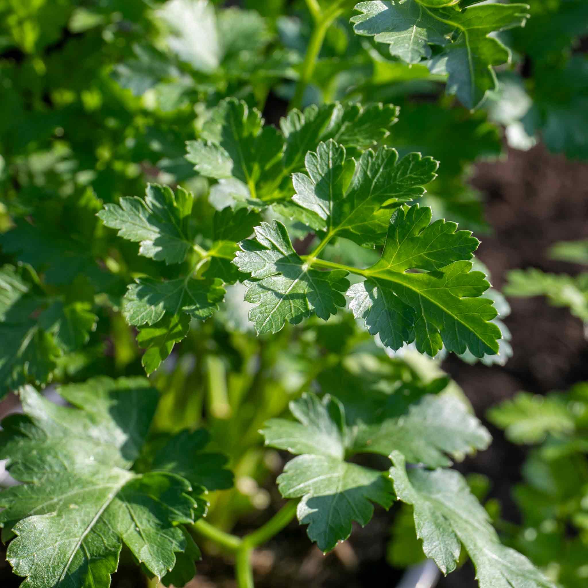 Marshalls Garden Parsley 'Italian Flat Leaf' - 1 Litre Plant