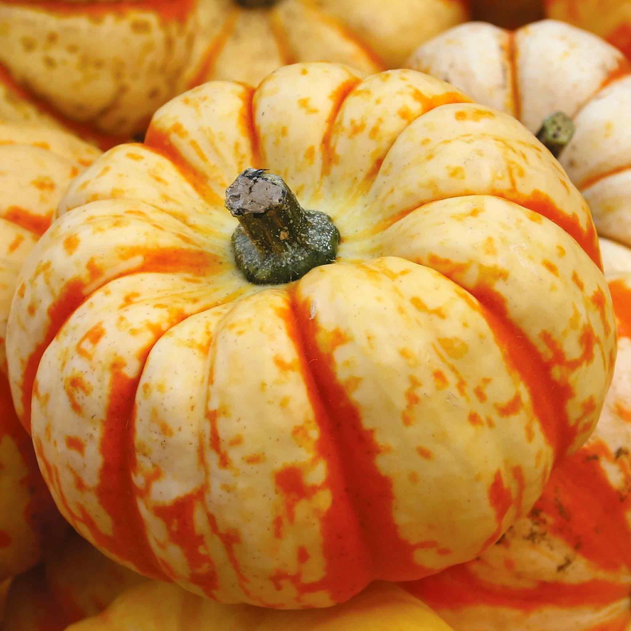 Marshalls Garden Pumpkin Seeds 'Sweet Lightning' -  8 Seeds