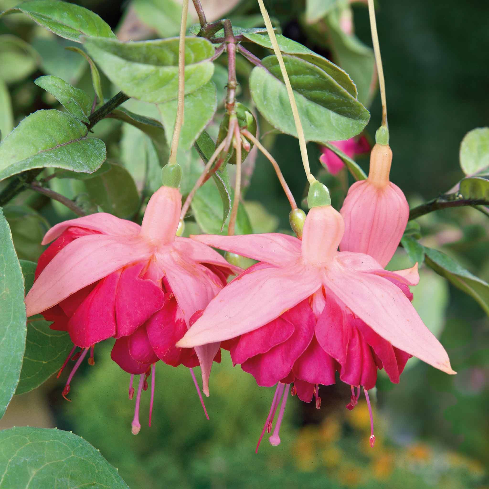 Marshalls Garden Fuchsia Hardy Garden News - 3 x 9cm Plants