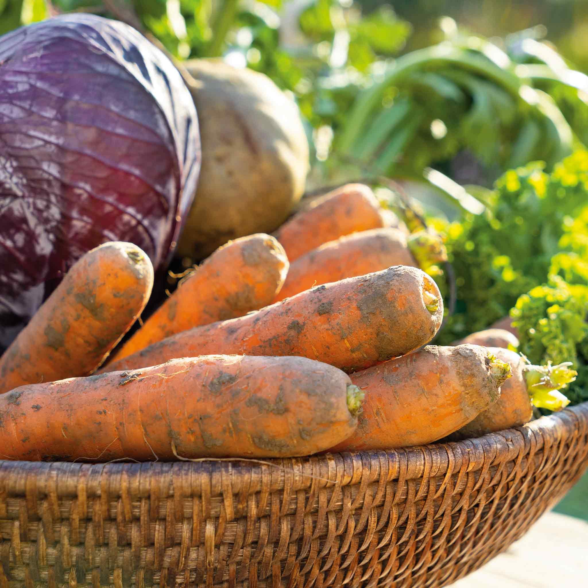 Marshalls Garden Carrot Seeds Amsterdam Forcing 3 - Approx. 2200 Seeds