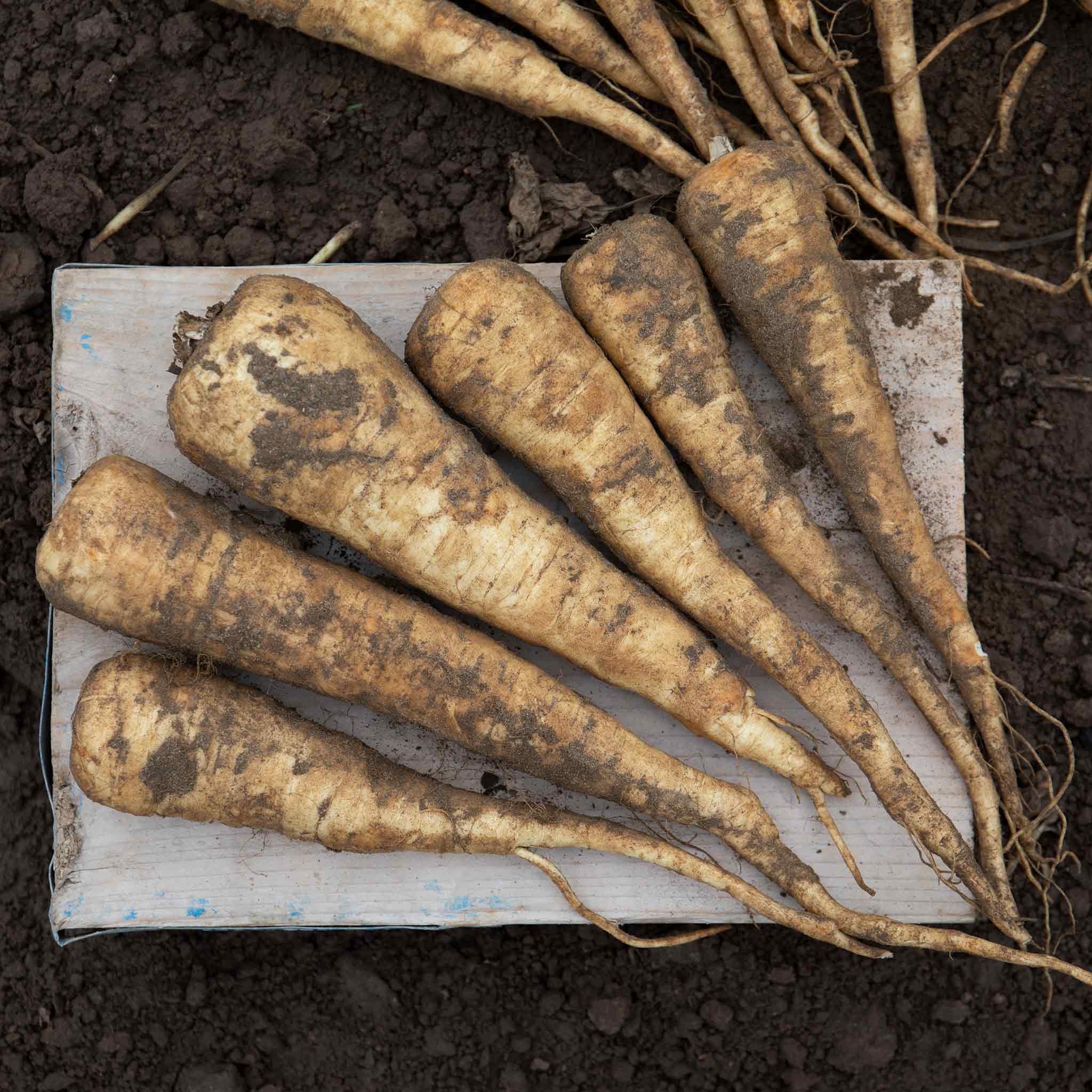 Marshalls Garden Parsnip Seeds Pearl F1 - High-Yield - 200 Seeds